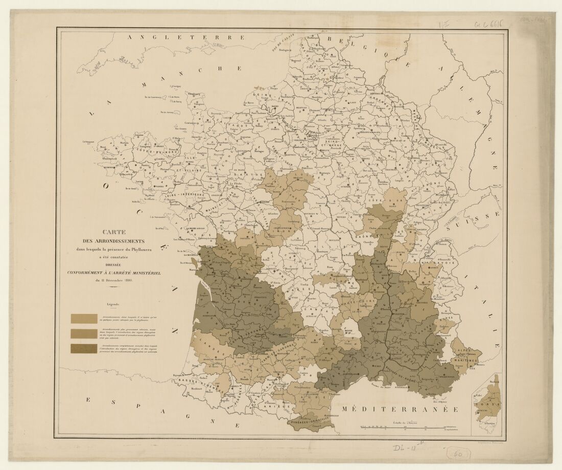Carte administrative de la France : les arrondissements atteints par le phylloxéra teintés de brun, concentrés dans le Sud-Ouest et la vallée du Rhône.